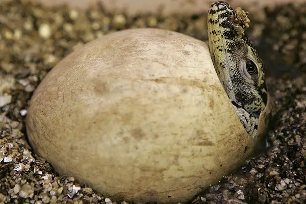 Dragão-de-Komodo Saindo do Ovo 