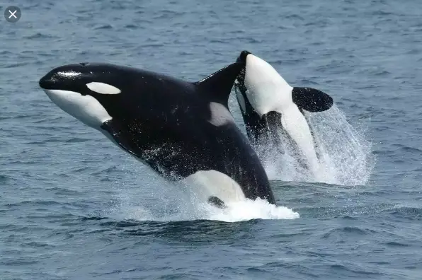 Duas Baleias Orcas 