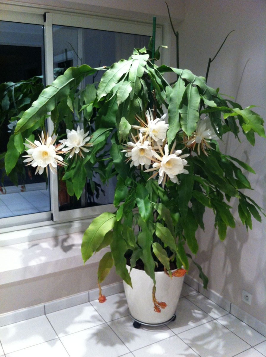 Epiphyllum Oxipetalum