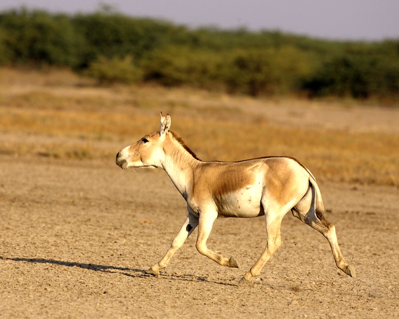 Equus Hemionus Khur