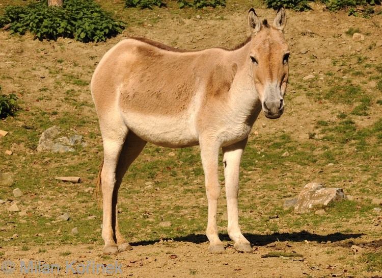 Equus Hemionus Kulan