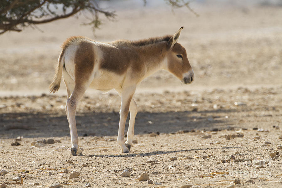 Equus Hemionus Onager