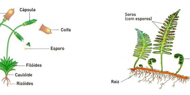 O Que São Esporos E Qual Sua Função? | Mundo Ecologia