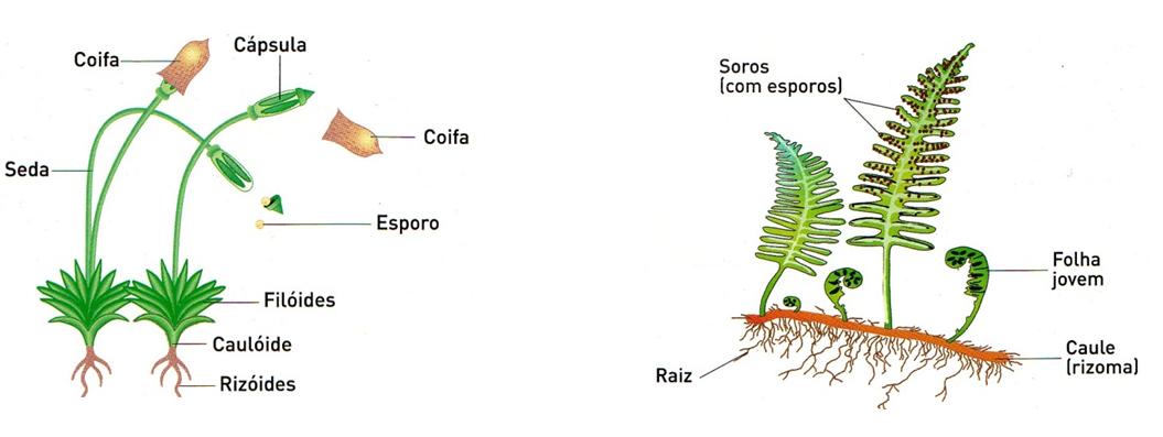 Esporos Das Plantas