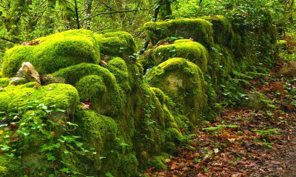 Espécie de Briófitas na Floresta 