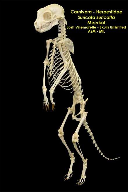 Esqueleto do Suricato 
