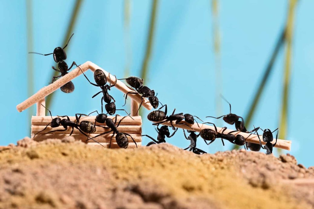 Como as Formigas se Organizam para Trabalhar?