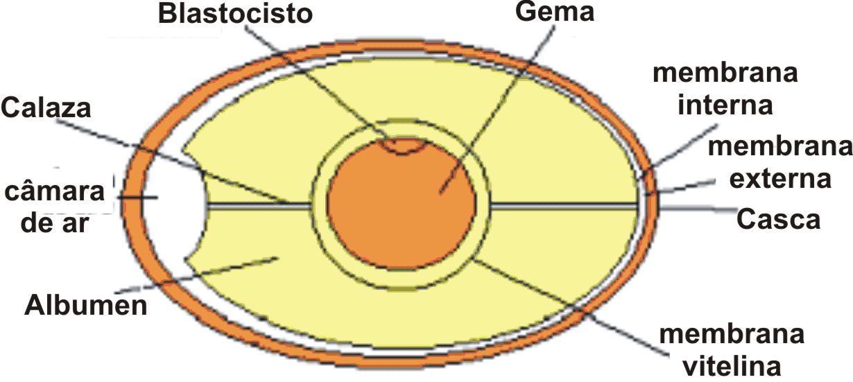 Estrutura do Ovo 