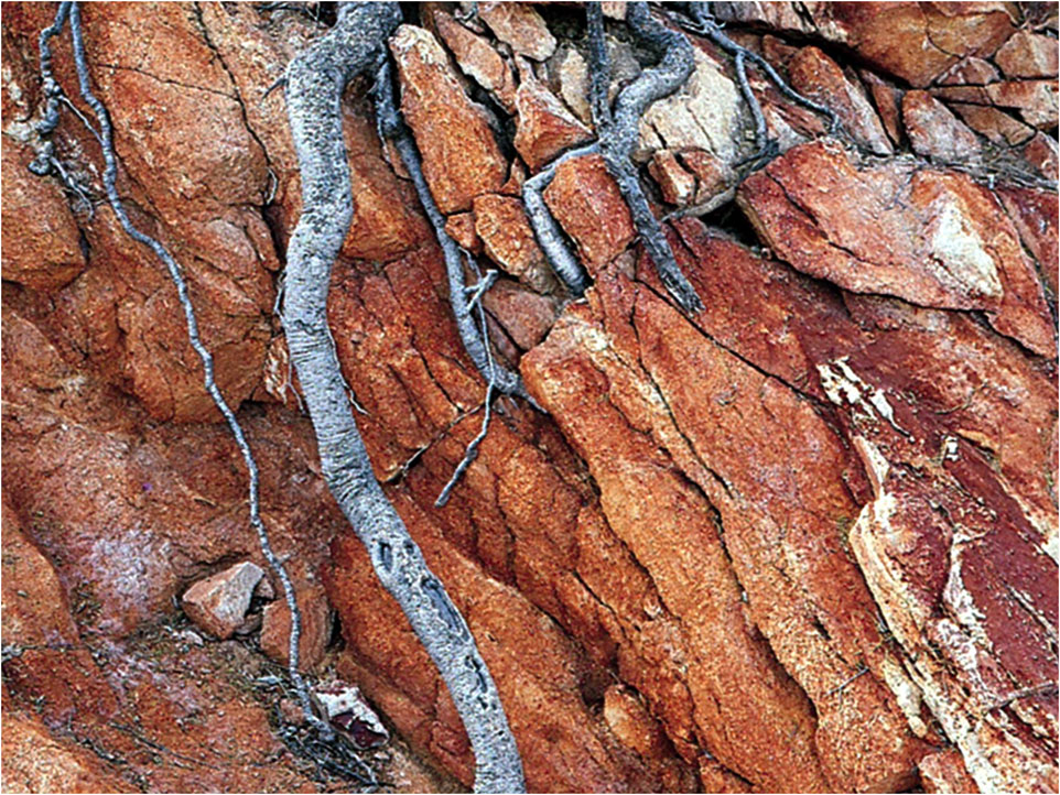 Weathering ways. Weathering products photo. Биологическое выветривание. Выветривание растений. Weathering ways.