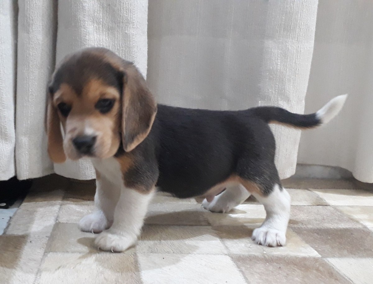 Filhote De Beagle