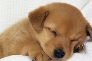 Filhote de Cachorro Dormindo