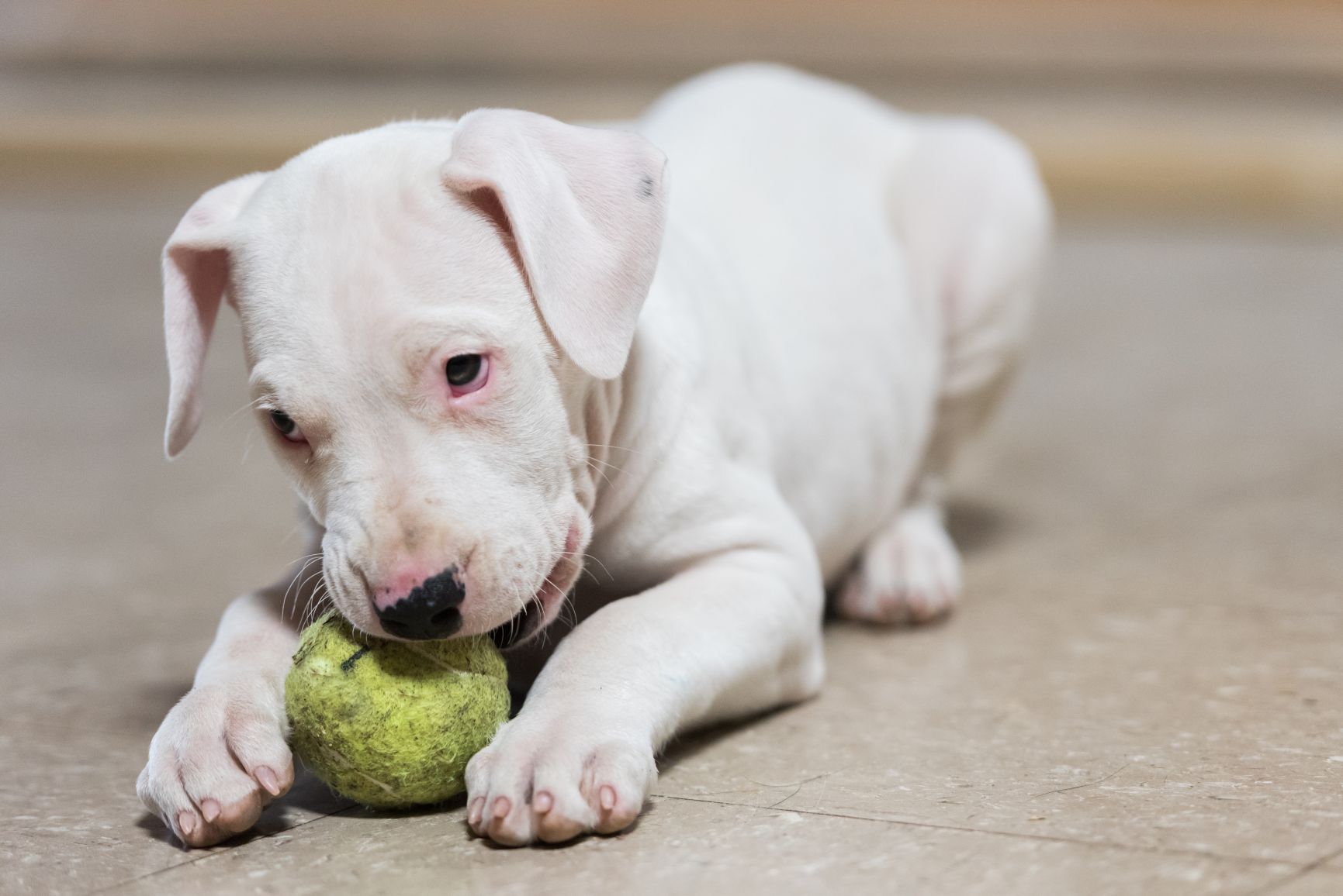 Filhote de Dogo Argentino 