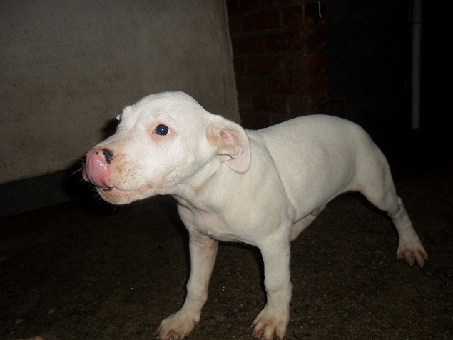 Filhote de Dogo Argentino