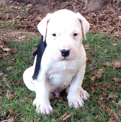 Filhote de Dogo Argentino 