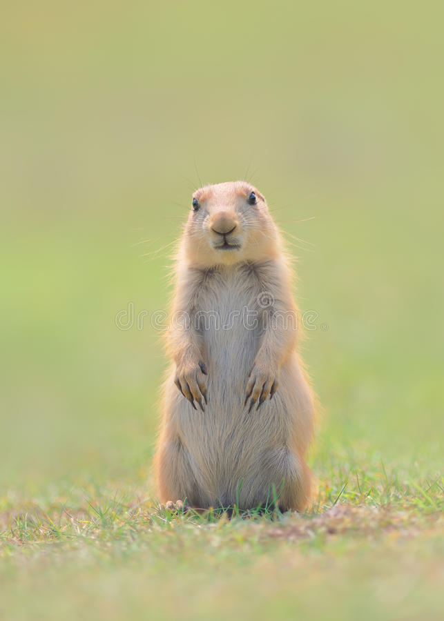 Filhote de Marmota 