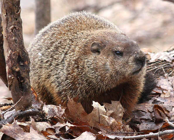 Filhote de Marmota Sibirica