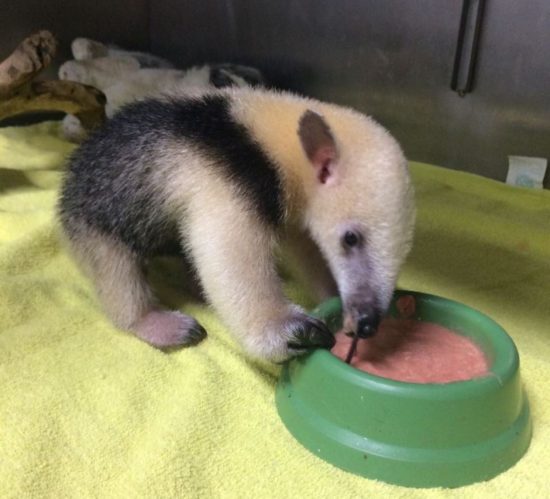 Filhote de Tamandua Mirim se Alimentando 