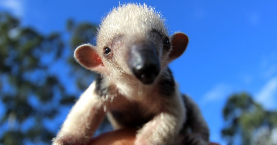 Filhote de Tamandua Mirim 