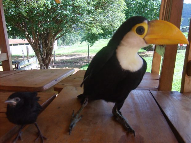 Filhote de tucano ao lado de pássaro preto