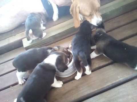 Filhotes de Beagle Comendo
