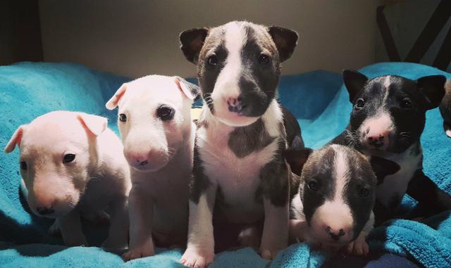 Filhotes de Bull Terrier 