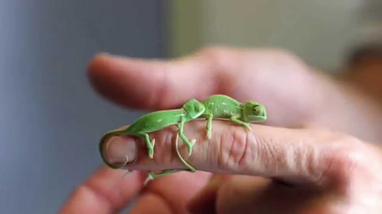 Filhotes de Camaleão Furcifer