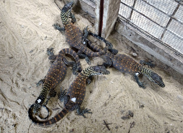 Filhotes de Dragão de Komodo 