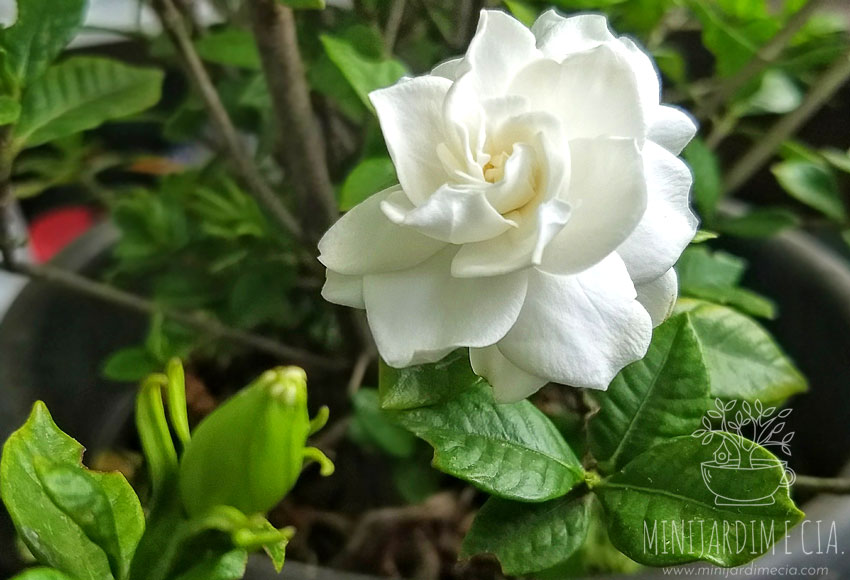 Historia da Flor Gardênia, Significado e Origem da Planta | Mundo Ecologia Historia da Flor Gardênia, Significado e Origem da Planta | Mundo Ecologia