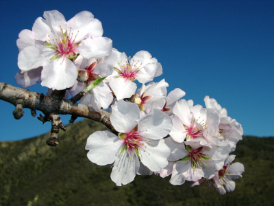 Flor de Amendoeira 