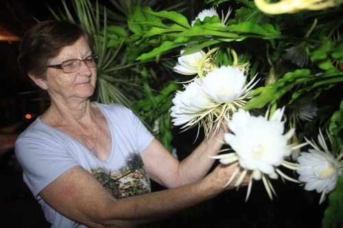 Floração do Cacto Dama da Noite