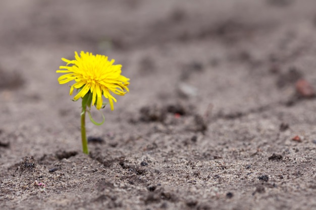 Flores No Deserto