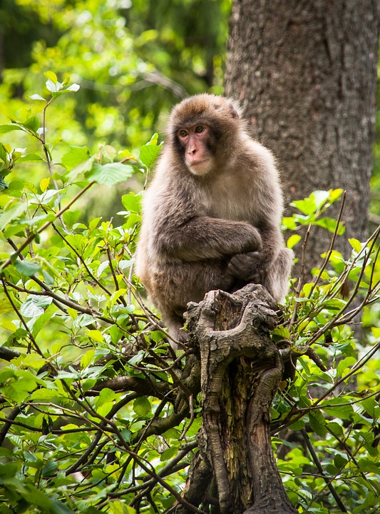 Foto de um Macaco na Áustria 