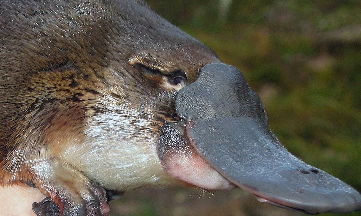 Foto de um Ornitorrinco 