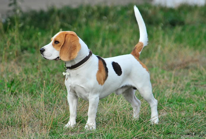Qual a Ração Mais Indicada Para Beagle?