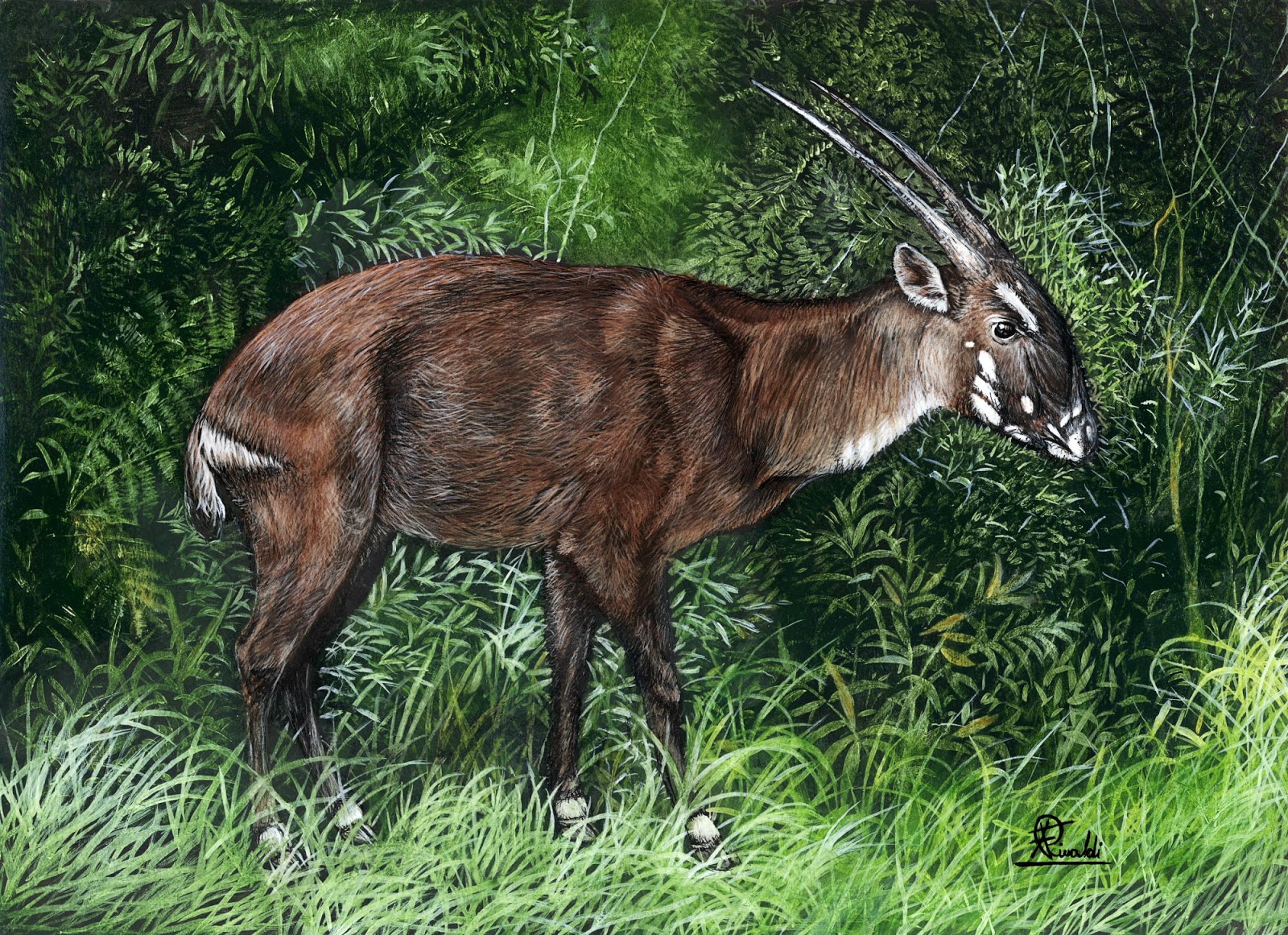 Ciclo de Vida do Saola: Quantos Anos Eles Vivem?