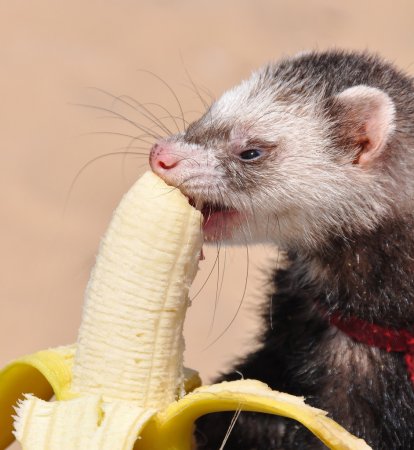 Fuinha Comendo Banana 