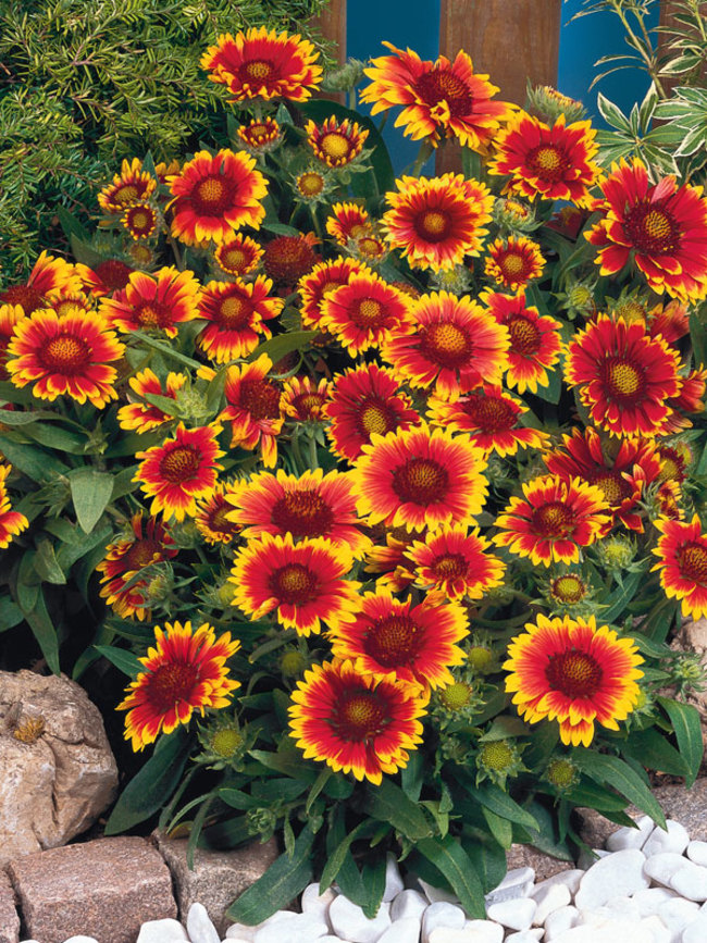 Gaillardia