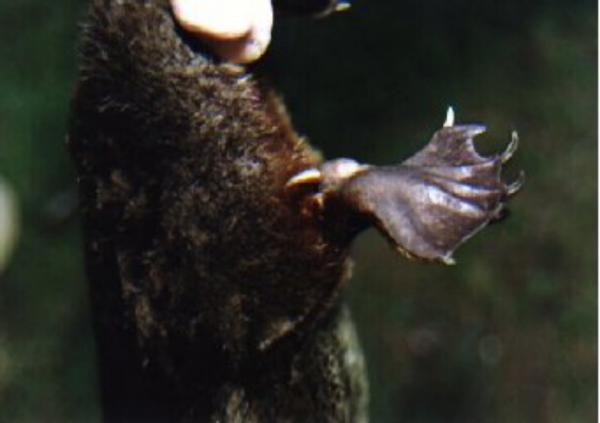 Garras do Ornitorrinco 