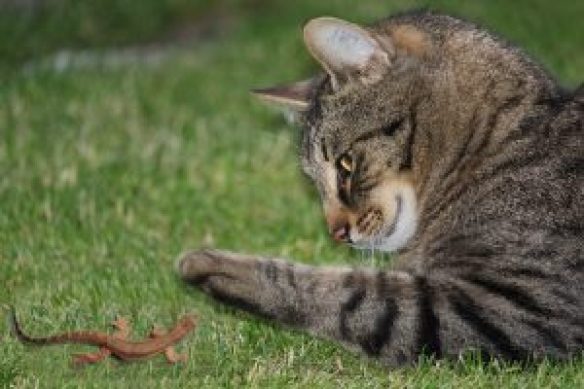 Gato Caçando Lagartixa