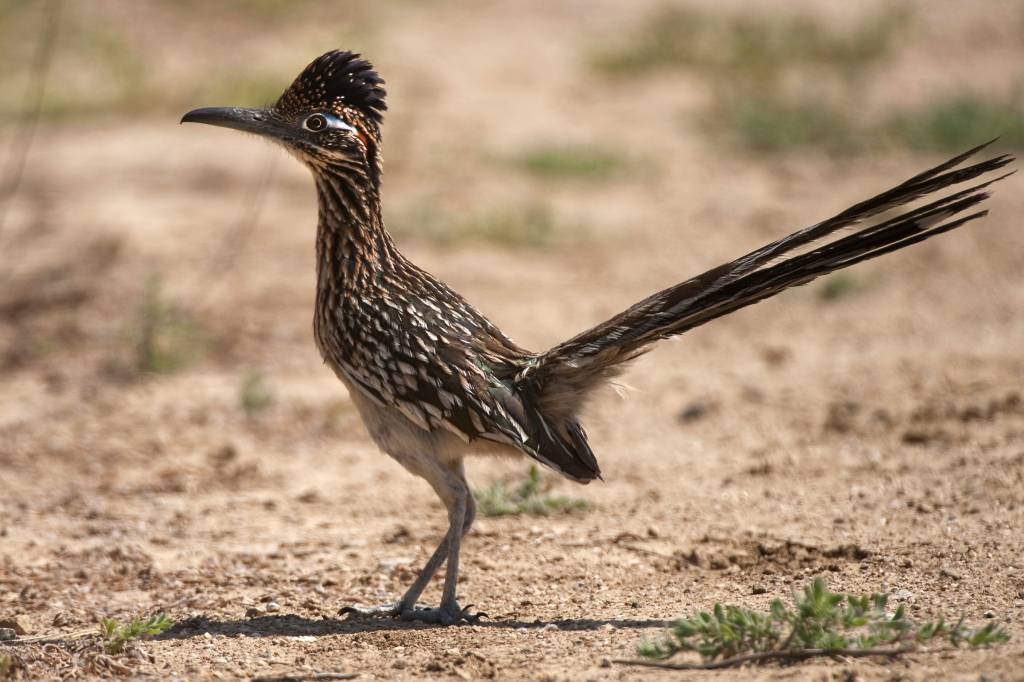 Geococcyx Californianus