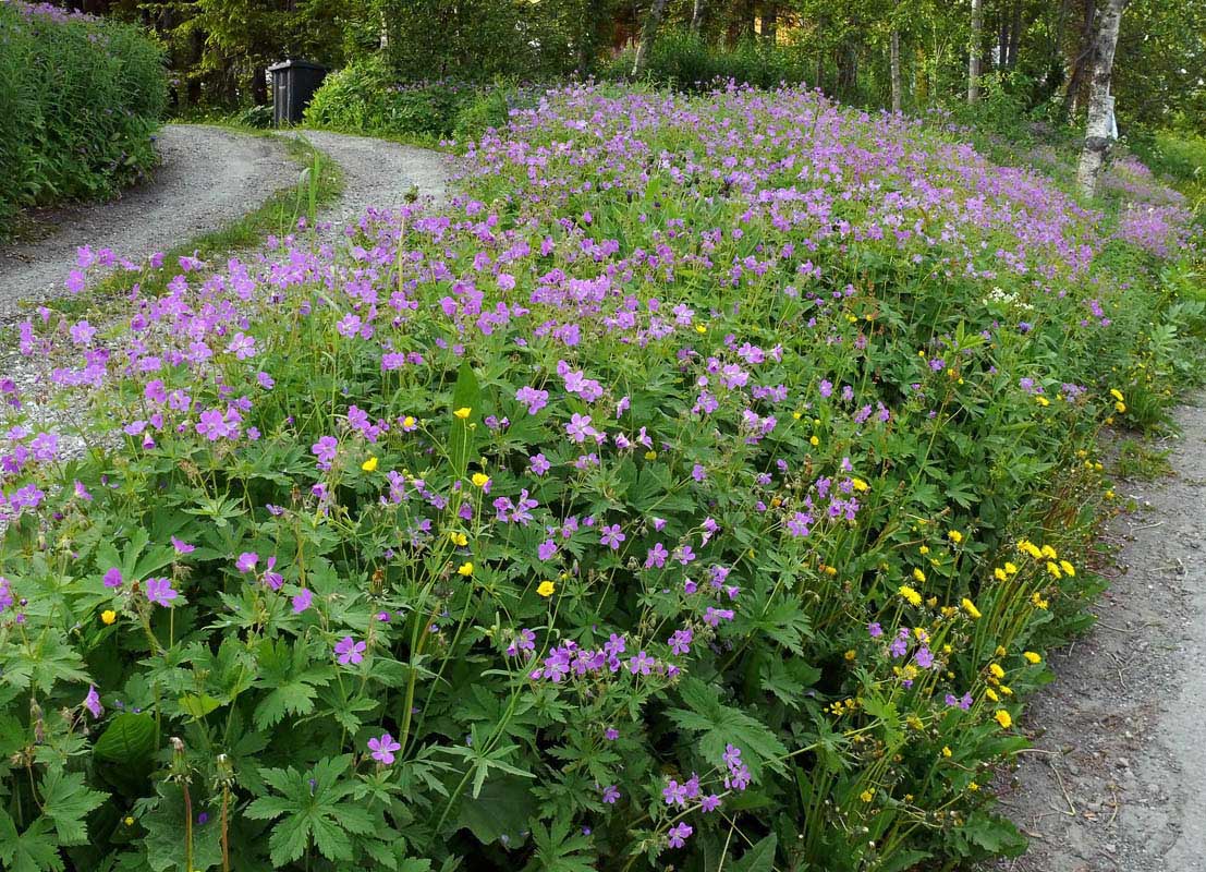 Geranium Sylvaticum no Jardim