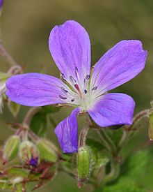 Geranium Sylvaticum