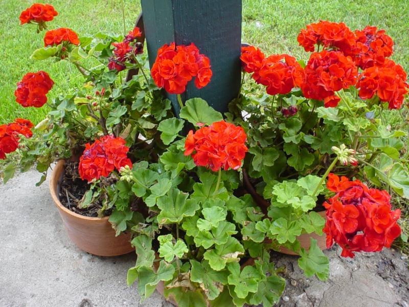 Gerânio Vermelho no Jardim 