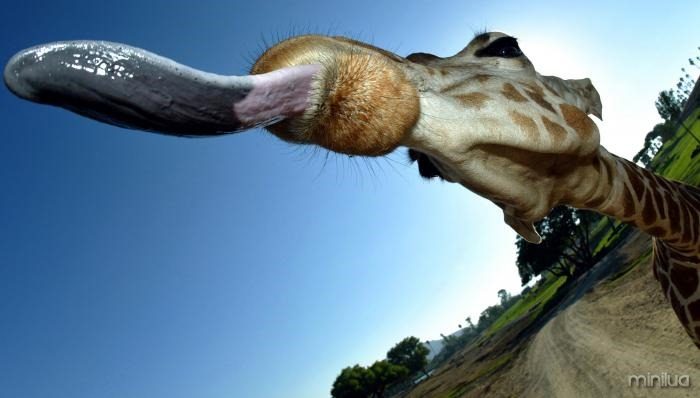 Qual o Animal Com a Língua Mais Comprida que Existe?