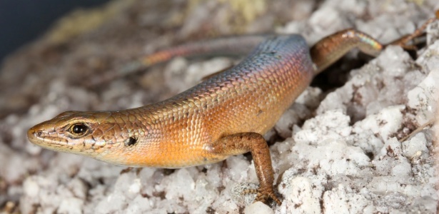 Glaphyromorphus Othelarrni