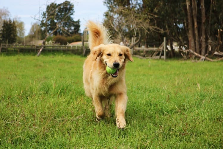 Golden Retriever Com Bola na Boca 