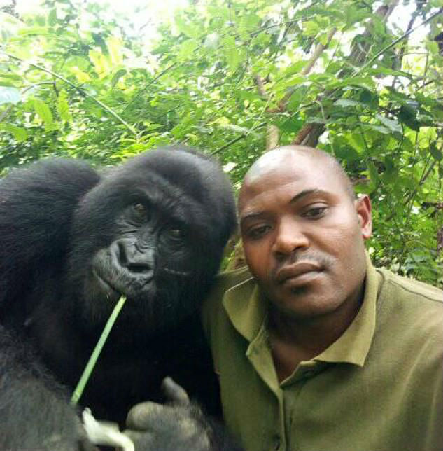 Gorila Tirando Selfie Com um Homem 