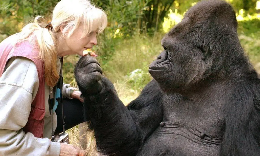 Gorila e Humanos 