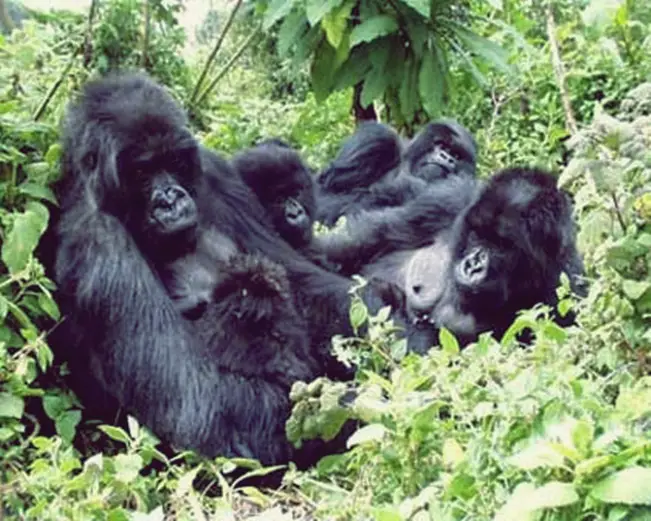 Grupo de Gorilas