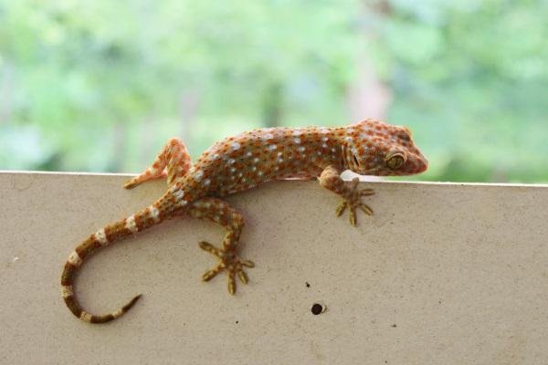 Habitat da Lagartixa Tokay